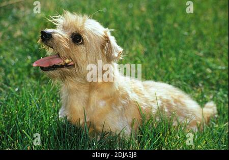 Norfolk Terrier chien assis sur l'herbe Banque D'Images