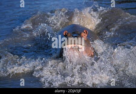 Hippopotame, Hippopotamus amphibius, Chargement des profils dans la rivière, le parc de Masai Mara au Kenya Banque D'Images