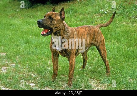 American Staffordshire Terrier (Old Standard Breed with Cut Ears), chien debout sur l'herbe Banque D'Images