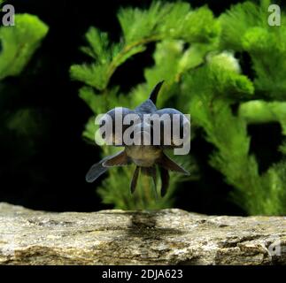 Bubble Eye Goldfish, Carassius auratus Banque D'Images