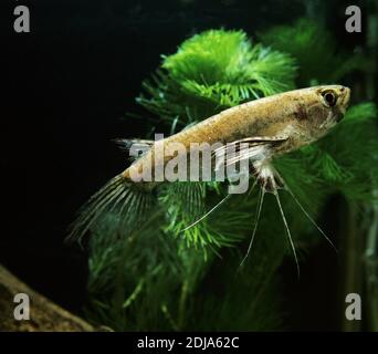 Pantodon buchholzi poisson papillon, Banque D'Images