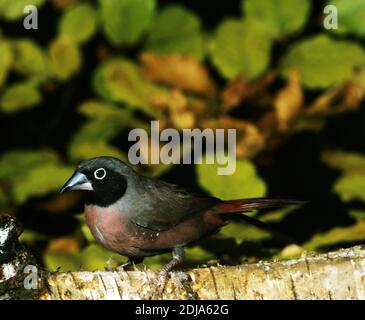 Vinaceous Pinsons ou Black-Faced Lagonosticta vinacea, pinsons, Banque D'Images