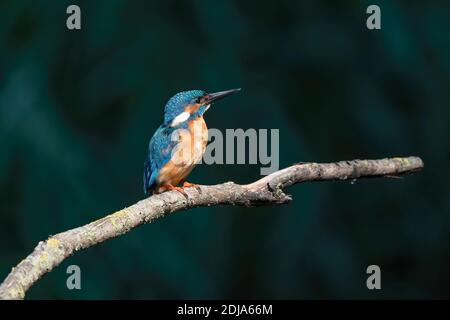 Magnifique oiseau de Kingfisher bleu, mâle de Common Kingfisher, assis sur une branche, profil latéral. Arrière-plan sombre. Banque D'Images