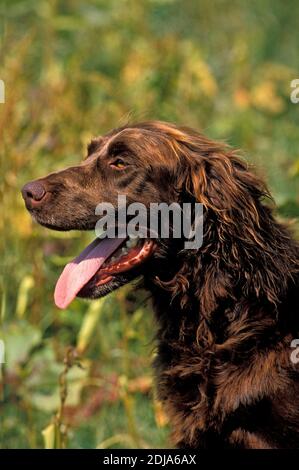 Chien pointeur allemand à poil long avec langue sortie Banque D'Images