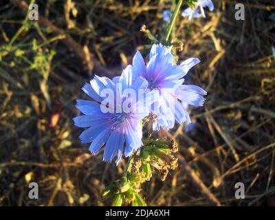 Deux fleurs de cichorium bleues ensoleillées Banque D'Images