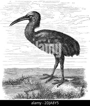 Le rail rouge, Aphanapteryx bonasia, est une espèce éteinte, illustration de 1880 / Maurice-Ralle, Aphanapteryx bonasia, ausgestorben, Illustration aus 1880, Historisch, historique, numérique amélioration de la reproduction d'un original du 19ème siècle / reproduktion einer Originalvorlage aus dem 19. Jahrhundert, Banque D'Images