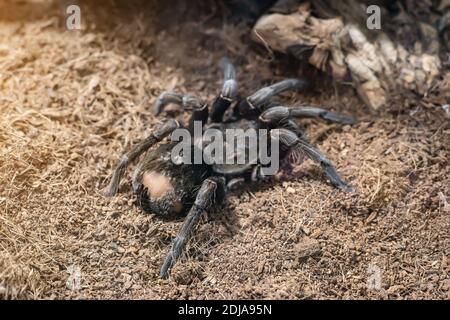 araignée brune géante dans un terrarium de près. Banque D'Images