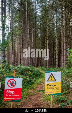 Panneaux d'avertissement sur la voie de passage pendant les travaux forestiers dans la forêt de Thetford. Banque D'Images