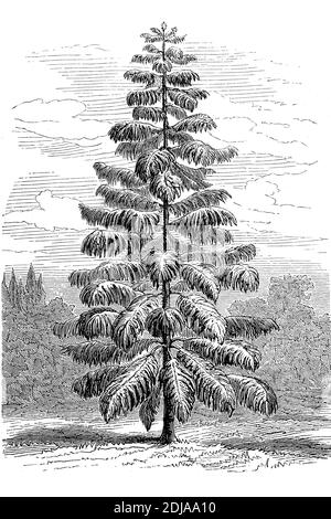 Araucaria heterophylla, une plante vasculaire de la famille des conifères anciens et maintenant discommuns Araucariaceae, pin de l'île Norfolk, pin de Norfolk / Zimmertanne, Araucaria heterophylla, auch Norfolk-Tanne, Pflanzenart aus der Gattung der Araukarien, Historisch, historique, Digital reproduction améliorée d'un original du 19ème siècle / digitale Reproduktion einer Originalvorlage aus dem 19. Jahrhundert, Banque D'Images