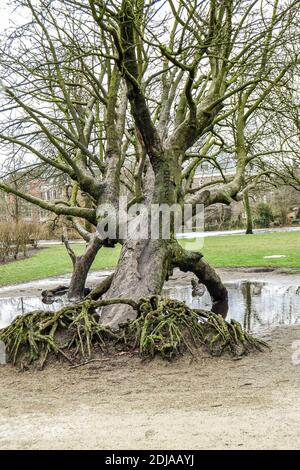 14.02.2012. Amsterdam. Pays-Bas. Un vieux arbre à Vondelpark Amsterdam, en hiver et par temps couvert. Banque D'Images