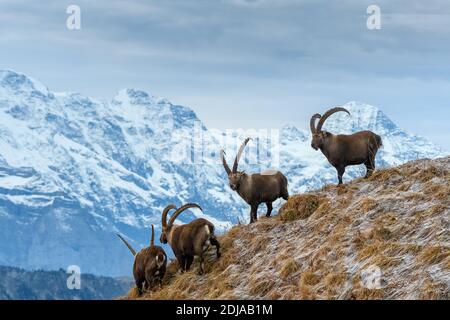 Groupe de mâles ibex (jeunes mâles ibex (Capra ibex) Haut au-dessus du lac Brienz Banque D'Images