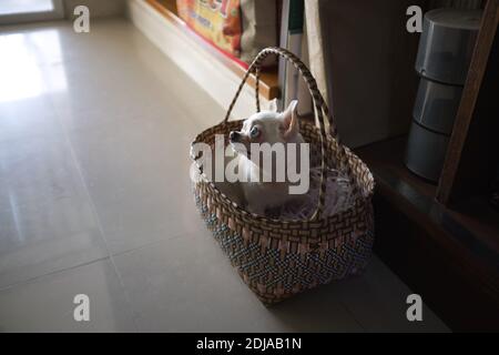 Un mignon chihuahua dans un panier Banque D'Images