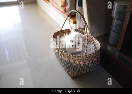Un mignon chihuahua dans un panier Banque D'Images