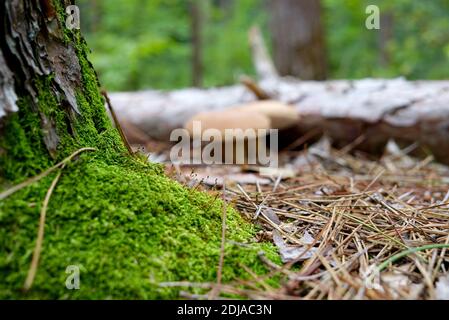 Partie du tronc d'un arbre vivant recouvert de mousse. Dans le fond flou sont deux grands champignons et un arbre tombé. États-Unis, Michigan Banque D'Images