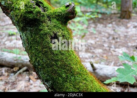 Partie du tronc d'un arbre sec recouvert de mousse épaisse. En arrière-plan flou, une forêt et un arbre tombé. États-Unis, Michigan Banque D'Images