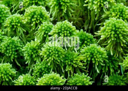 Macro d'un sphagnum vert de Wulf, Sphagnum wulfianum Girgensohn, qui pousse dans une ancienne forêt estonienne. Banque D'Images