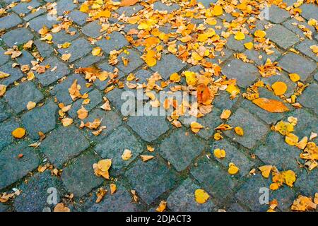 05.11.2011. Berlin. Allemagne. Berlin en automne. Feuilles séchées et jaunes sur les rues pavées. Banque D'Images