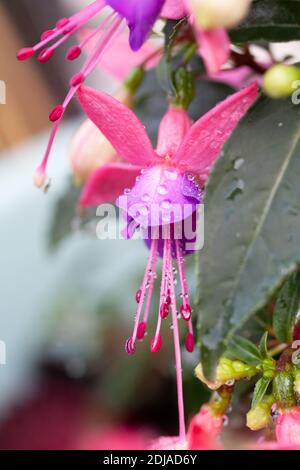 Fuchsia hybrida. Fleur exotique aux couleurs frappantes bicolore. Mise au point sélectionnée. . Photo de haute qualité Banque D'Images