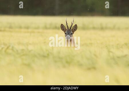 Un magnifique cerf de Virginie, le Capranolus capreolus buck dans un champ de culture pendant une soirée de fin d'été dans la campagne estonienne. Banque D'Images