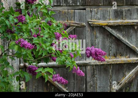 Magnifique lilas violet qui fleuris au printemps en Europe. Banque D'Images