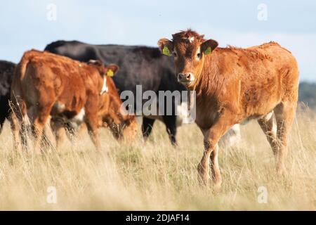 Un groupe de bovins de boucherie colorés à l'ombre sur une prairie côtière estivale en Estonie, Europe du Nord. Banque D'Images