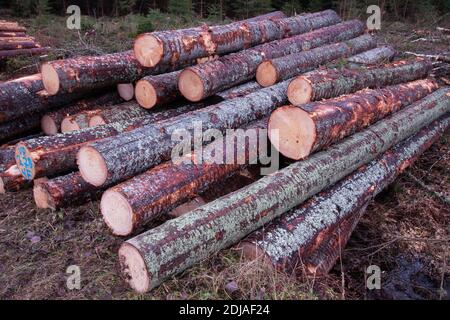 Les conifères de bois fraîchement coupés et empilés sont une ressource en matière première pour l'industrie du bois en Estonie. Banque D'Images