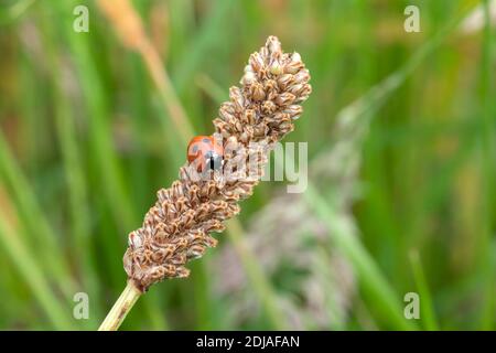 coccinelle, (coccinella septempunctata) un coléoptère rouge avec sept taches reposant sur une plante de tige de blé de graminées din printemps été communément connu comme une dame Banque D'Images