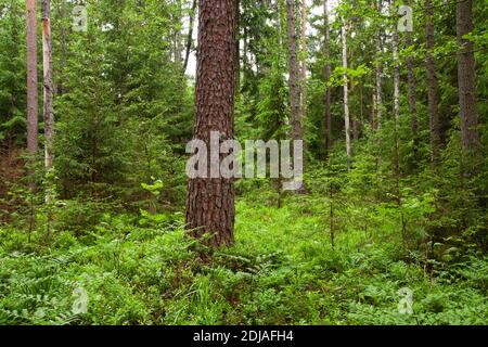 Magnifique forêt de conifères luxuriante en été dans la nature estonienne, en Europe du Nord. Banque D'Images