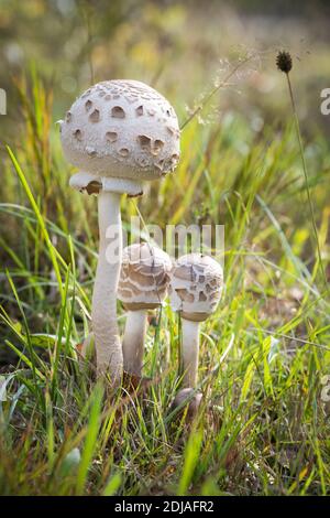 Parasol commun Banque D'Images