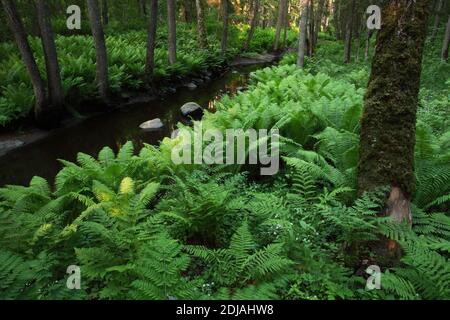 Une vieille forêt luxuriante par un petit ruisseau avec de grandes fougères vertes. Tourné dans le parc national de Lahemaa, Estonie. Banque D'Images