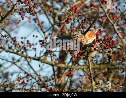 Une Redwing (Turdus iliacus) en vol avec une baie d'aubépine rouge dans son bec, Cotswolds Banque D'Images