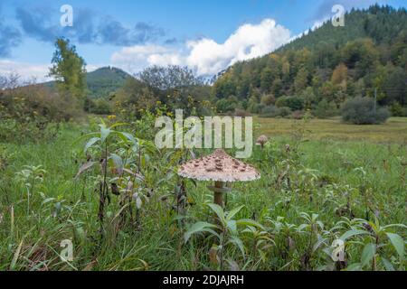 Champignon de tabouret sur la prairie près de Fischbach BEI Dahn, Allemagne Banque D'Images