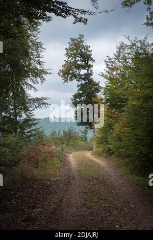 Sentier de randonnée dans la forêt du Palatinat près de Fischbach, Allemagne Banque D'Images