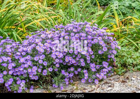 Kissen-Aster (Aster 'Lady in Blue') Banque D'Images