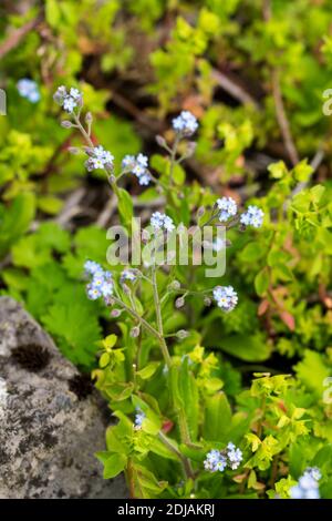 Champ Forget Me-not Myosotis arvensis Banque D'Images