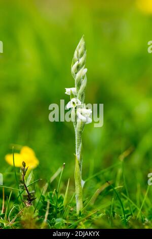 Automne Lady's Tresses Spiranthes spiralis croissant sur les Grands Ormes Prenez la direction du nord du pays de Galles au royaume Banque D'Images