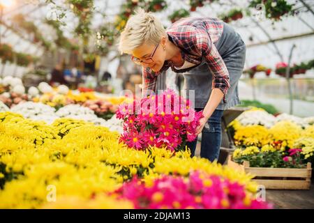 Bonne boutiste professionnelle concentrée fleuriste femme travaillant dans la belle serre lumineuse. Banque D'Images