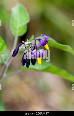 Doux-amer (ombre de nuit boisée) Solanum dulcamara Banque D'Images