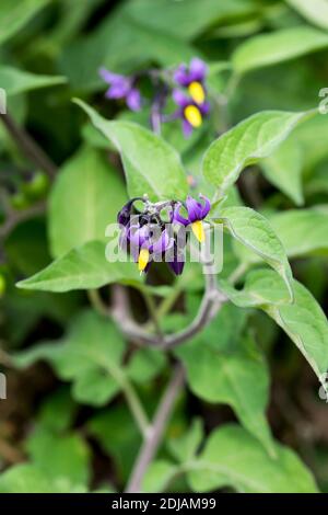 Doux-amer (ombre de nuit boisée) Solanum dulcamara Banque D'Images