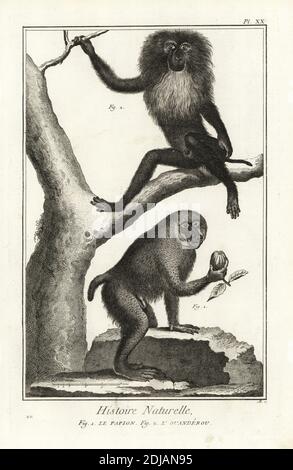 Hamadryas babouon, Papio hamadryas et macaque eréroo ou à queue de lion en voie de disparition, Macaca silenus, le papion, l’ouanderou. Gravure de copperplate par Antonio Baratti après François-Nicolas Martinet de Denis Diderot et Encyclopédie de Jean le rond d’Alembert, Histoire naturelle (Encyclopédie : Histoire naturelle), Livourne, 1774. François-Nicolas Martinet (1731-1800) est un dessinateur et graveur français. Banque D'Images