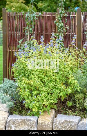 Bartblume (Caryopteris clandonensis SUMMER SORBET) × Banque D'Images