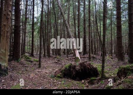 Les séquelles d'un temps venteux extrême dans les bois avec des racines d'arbres déchirées du sol. Banque D'Images