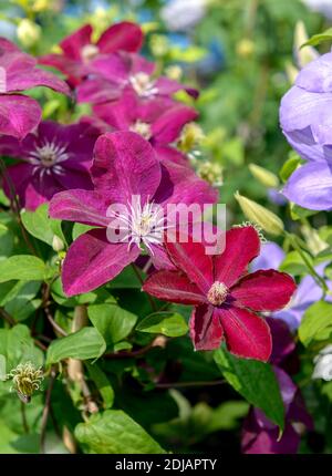 Waldrebe (Clematis 'Rouge Cardinal') Banque D'Images