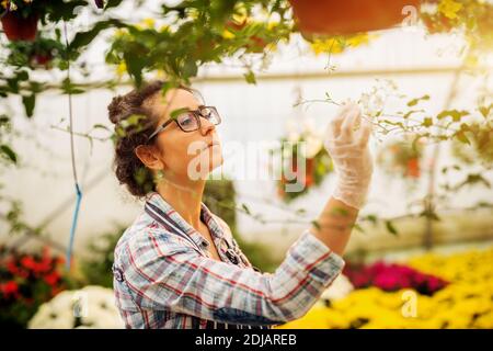 Vue latérale de la belle fleuriste robuste femme vérifiant les fleurs dans la serre. Banque D'Images