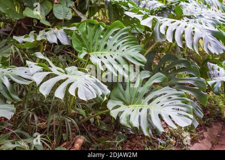 Fromagerie suisse dans le jardin du parc Banque D'Images