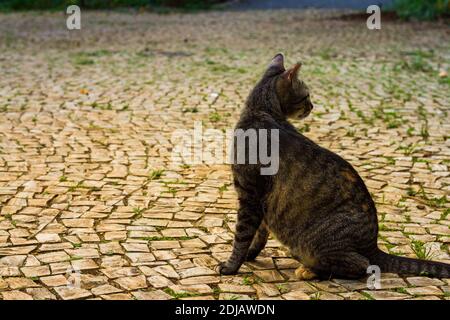 Chat errant dans le parc Banque D'Images