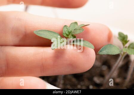 Jeune femme tenant une jeune plante, la tomate pousse dans ses mains. Macro, mise au point sélective. Banque D'Images