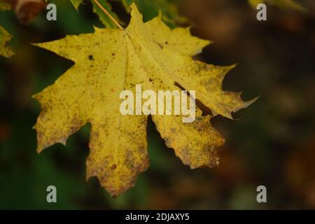 Grande feuille jaune d'érable sur l'arbre dans la forêt d'automne. Banque D'Images