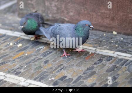 Deux pigeons féroces se nourrissant de chapelure sur un pavé ville rue en gros plan avec copyspace Banque D'Images
