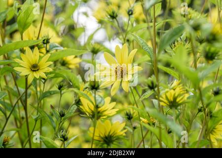 Kleinköpfige Sonnenblume (Helianthus 'Lemon Queen') Banque D'Images